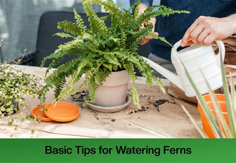 holly fern moisture meter|watering ferns indoors.